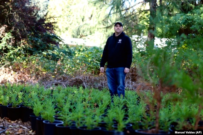 Rick Bailey stands among dozens of juvenile giant sequoias, Oct. 11, 2022, in Bellevue, Washington. (AP Photo/Manuel Valdes)