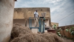 Au Sénégal, le fonio pour parer à l'insécurité alimentaire