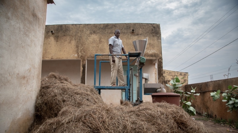 Au Sénégal, le fonio pour parer à l'insécurité alimentaire