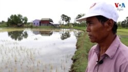 ទឹក​ប្រៃ​គំរាមកំហែង​ដំណាំស្រូវ​ក្នុង​តំបន់​ឆ្នេរ​នៅ​អាស៊ីអាគ្នេយ៍