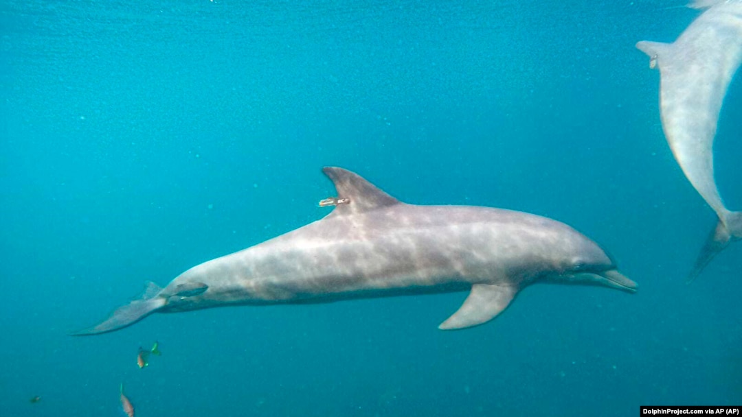 Rocky dengan GPS tag terpasang berenang di Pusat Rehabilitasi, Pelepasan dan Pensiun Umah Lumba di Teluk Banyuwedang, Bali Barat, Sabtu, 3 September 2022. (DolphinProject.com via AP)