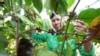 Nông dân trồng cà phê Việt Nam tăng tần suất tưới nhưng thiếu nước