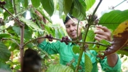 Vietnam Coffee Deforestation