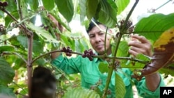 FILE—Farmer Le Van Tam tends coffee plants at a coffee farm in Dak Lak province, Vietnam on Feb. 1, 2024. New European Union rules aimed at stopping deforestation are reordering supply chains.