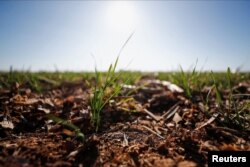 Plantas de trigo modificadas genéticamente con una cepa llamada HB4, que contiene un gen que lo ayuda a tolerar mejor la sequía, fotografiadas en una finca en Bérgamo, Buenos Aires, Argentina, el 20 de julio de 2022. (Reuters/Agustin Marcarian)