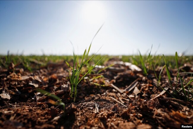 Wheat plants genetically modified with a strain called HB4, which have a gene that helps them better tolerate drought, are pictured in a farm in Pergamino, Buenos Aires, Argentina July 20, 2022. (REUTERS/Agustin Marcarian)