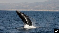 ARCHIVO- Una ballena jorobada cerca de Long Beach, California, 6-8-16.