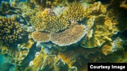 Terumbu karang di Lady Elliot Island, Great Barrier Reef, Queensland, Australia, 20 Maret 2015, (Courtesy Image, DFAT / Patrick Hamilton).