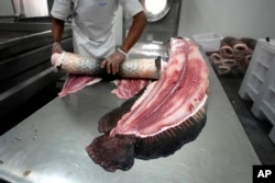 An employee separates skin from the body of a pirarucu fish at an industrial refrigeration factory of Asproc, Association of Rural Producers of Carauari, Amazonia, Brazil, Aug. 31, 2022.