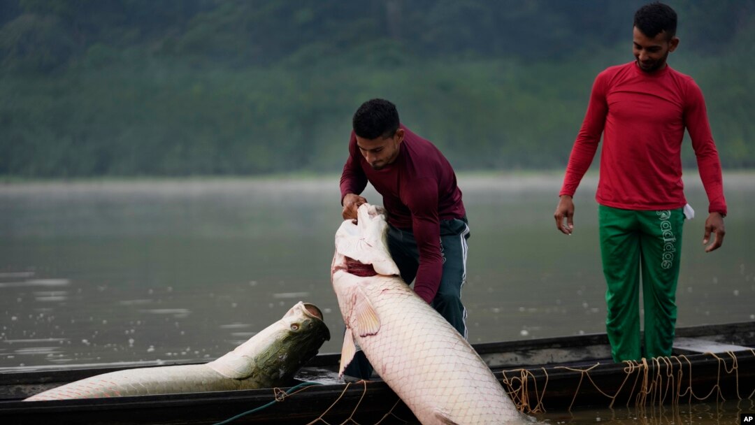 Giant, Sustainable Rainforest Fish Now Fashion in US