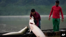 Fishermen brothers Gibson, right, and Manuel Cunha Da Lima, raise a pirarucu fish at a lake in San Raimundo settlement, at Medio Jurua region, Amazonia State, Brazil, Sept. 5, 2022.