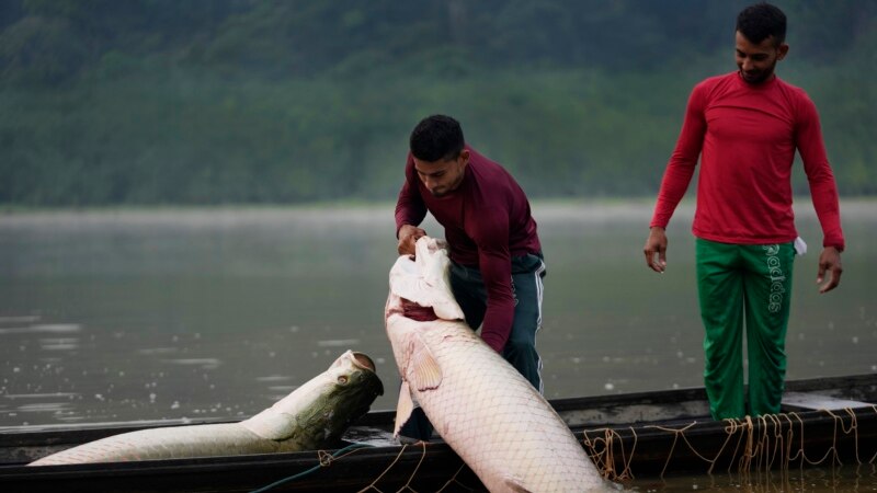 Giant, Sustainable Rainforest Fish Now Fashion in US