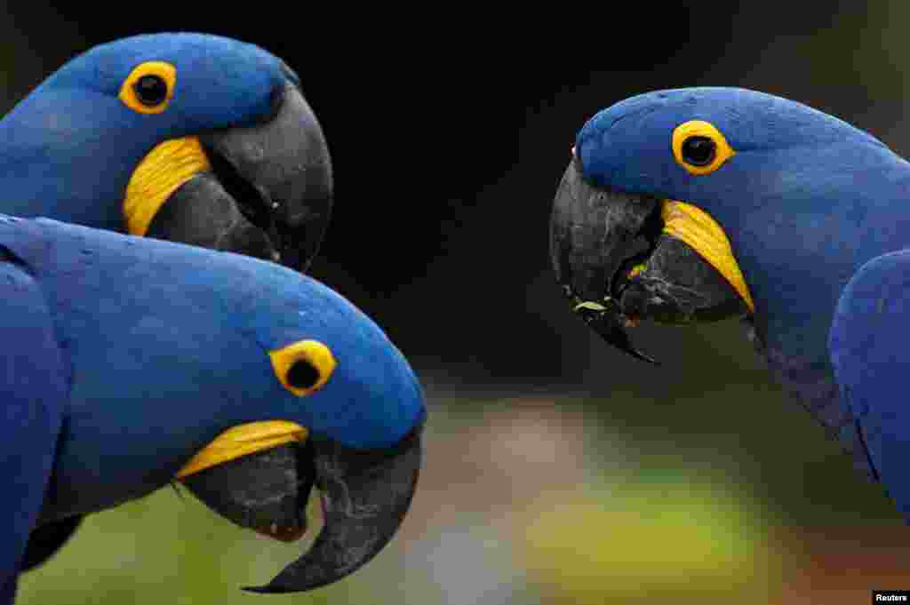 Hyacinth macaws feed during a media tour of Bird Paradise, a new 17-hectare bird park that houses 3,500 birds from 400 species, at the Mandai Wildlife Reserve in Singapore.