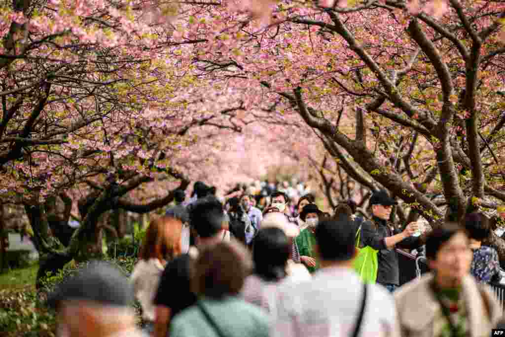 People walk underneath the Kawazu cherry blossom trees, one of the earliest blooming cherry blossoms in Japan, in Kawazu of Shizuoka Prefecture.