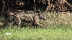 زیادبوونی مەترسییەکان بۆ سەر ئەو ڕۆژنامەوانانەی کار لەسەر تاوانە ژینگەییەکان لە ئەمازۆن دەکەن