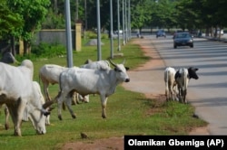 Cattle roam near a road in Abuja, Nigeria, Wednesday, Aug. 21, 2024. (AP Photo/Olamikan Gbemiga)