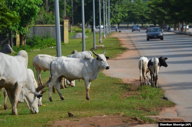 Cattle roam near a road in Abuja, Nigeria, Wednesday, Aug. 21, 2024. (AP Photo/Olamikan Gbemiga)