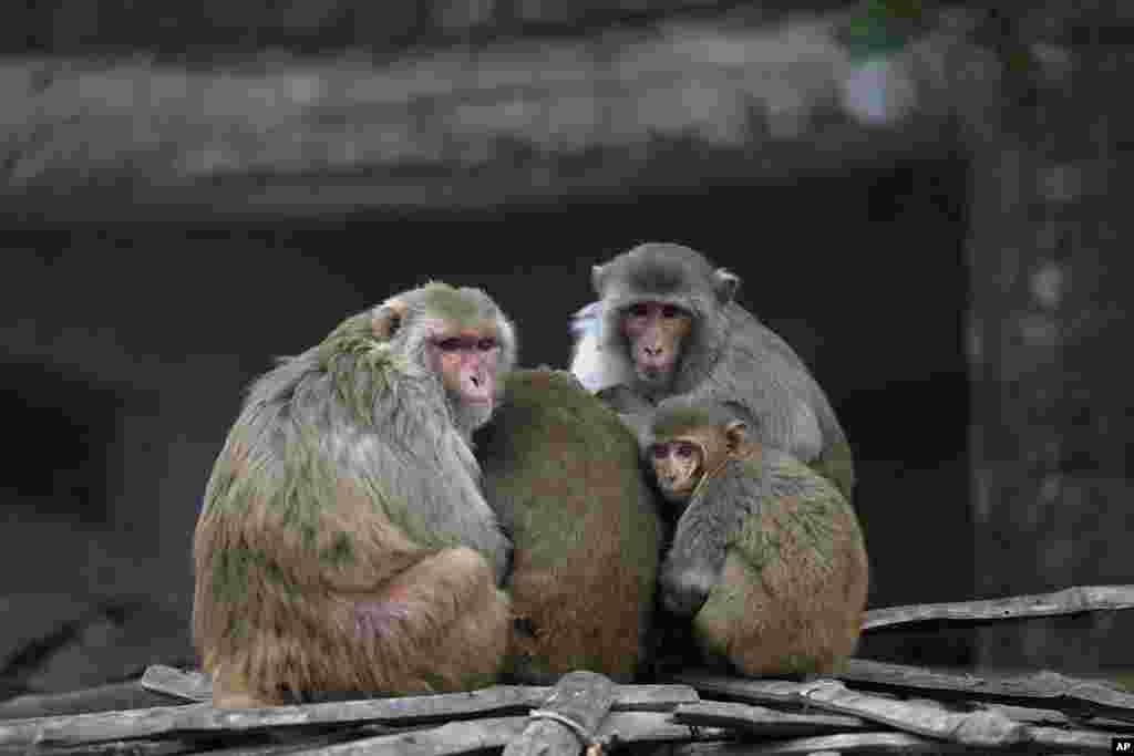 A group of macaques huddle together on a cold morning in Ayodhya, India.