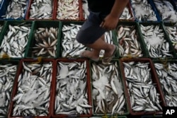 FILE - A man inspects newly caught fish at a market in Tacloban, Leyte, Philippines on Oct. 26, 2022. (AP Photo/Aaron Favila, File)