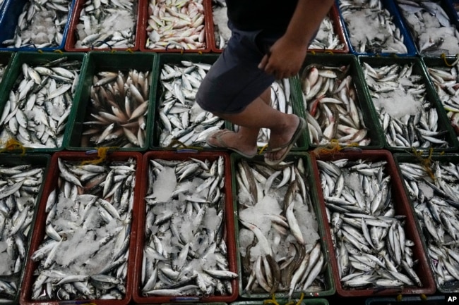 FILE - A man inspects newly caught fish at a market in Tacloban, Leyte, Philippines on Oct. 26, 2022. (AP Photo/Aaron Favila, File)