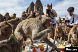 Monyet memakan buah-buahan saat berlangsungnya Festival Monyet tahunan di provinsi Lopburi, Thailand, 26 November 2023. (REUTERS/Chalinee Thirasupa)