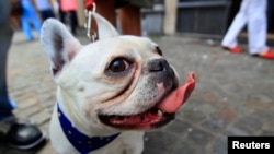 De acuerdo con el AKC, los bulldogs franceses suelen medir de 27 a 33 cm de altura y pesar, como máximo, 12kg. 