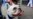 Este es el perro más popular en Estados Unidos