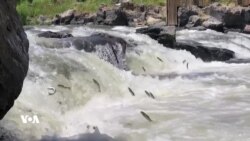 کاریگەری وشکەساڵی لەسەر ژیانی ماسییەکانی دەریاچەی وان