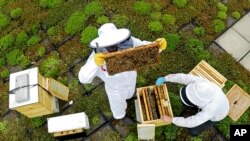 Spencer Mangiacotti, left, and, Anthony Zunino, beekeepers for Best Bees, inspect two hives on the roof of the Warren Rudman U.S. Court House, May 15, 2023, in Concord, N.H.