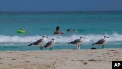 FILE - Gulls walk along the shore as tourists wade in ocean waters at Varadero, Cuba, Oct. 22, 2021. The remains of a Canadian man who died of a heart attack while swimming in these waters in late March are missing, and his family is eager for answers.