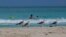 FILE - Gulls walk along the shore as tourists wade in ocean waters at Varadero, Cuba, Oct. 22, 2021. The remains of a Canadian man who died of a heart attack while swimming in these waters in late March are missing, and his family is eager for answers.