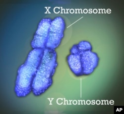 FILE - This image provided by National Institutes of Health (NIH) shows the X and Y chromosomes.