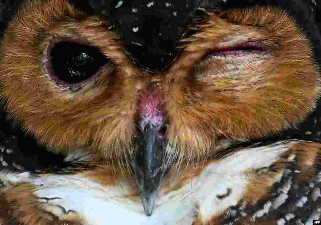 A spotted wood owl is pictured at KL Bird Park in Kuala Lumpur, Malaysia.