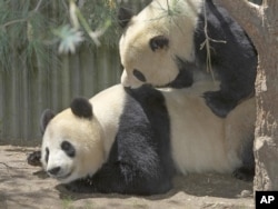 FILE - Panda raksasa jantan Gao Gao (kanan) menggigit punggung panda betina Bai Yun, Kebun Binatang San Diego, San Diego, California.