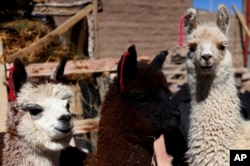 Llamas that belong to Teofila Challapa stand behind her home in Cariquima, Chile, on July 31, 2023. Challapa said her alpacas and llamas were a source of meat, wool and company during the tough years she spent raising her children as a single mother.