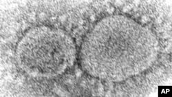 This 2020 electron microscope image made available by the Centers for Disease Control and Prevention shows SARS-CoV-2 virus particles which cause COVID-19.(Hannah A. Bullock, Azaibi Tamin/CDC via AP, File)