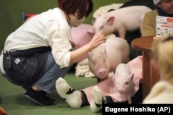 A staff member looks at small pigs at a mipig cafe, Wednesday, Jan. 24, 2024, in Tokyo. (AP Photo/Eugene Hoshiko)