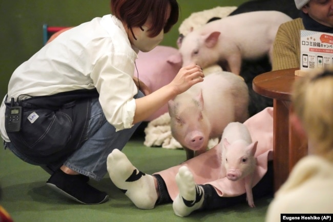 A staff member looks at small pigs at a mipig cafe, Wednesday, Jan. 24, 2024, in Tokyo. (AP Photo/Eugene Hoshiko)