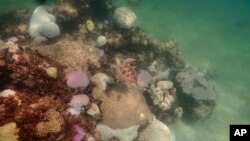 In this image provide by NOAA, a turtle swims near coral, some partially white or pink, that are signs of bleaching, at Cheeca Rocks off the coast of Islamorada, Florida, July 23, 2023. 