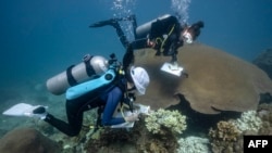 This underwater photo taken on June 14, 2024 shows Black Turtle Dive conservation teacher Sandra Rubio (R) and her student Nannalin "Fleur" Pornprasertsom (L) conducting a coral survey around Koh Tao island in the southern Thai province of Surat Thani.