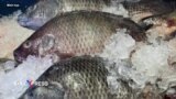Brazil cấm nhập khẩu cá rô phi Việt Nam vì lo ngại nhiễm virus