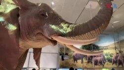 Изложба во Њујорк го истражува „тајниот свет“ на слоновите