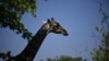 Giraffes Return to Angola in Effort to Restore Biodiversity 