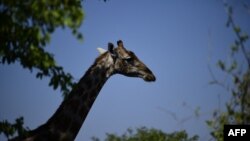 FILE - A giraffe is pictured, on May 9, 2015 at Halali in Etosha park, Namibia. 