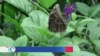 Biocomercio de mariposas cobra fuerza en Panamá