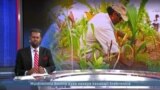 Sheekada Cusmaan Yuusuf ee dhireynta Muqdisho
