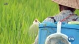  မြန်မာ့စိုက်ပျိုးရေးလုပ်ငန်းက ဓါတုဆေးဝါး အသုံးပြုမှု