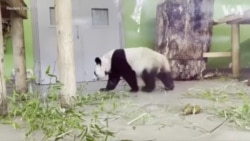 英国动物园大熊猫启程返回中国