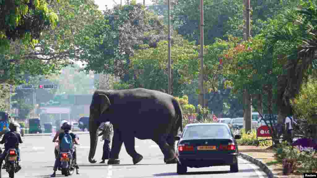 A mahout and his elephant cross a main road as they walk toward the Gangaramaya Buddhist temple ahead of the temple's annual Nawam Perahera, or street parade, in Colombo, Sri Lanka.