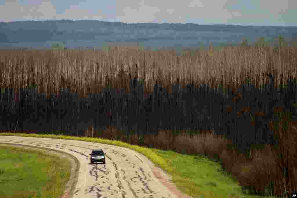 A car drives past scorched trees in the East Prairie Metis Settlement, Alberta, Canada, July 4, 2023.&nbsp;The settlement, whose residents trace their ancestry to European and Indigenous people, lost 14 homes during the May wildfire, according to Chair Raymond Supernault.